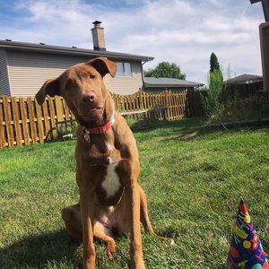 Meet your Posher, Bella